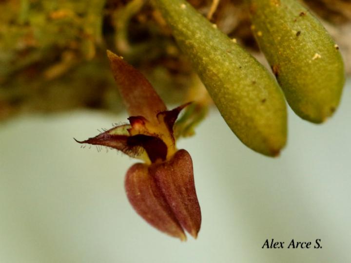 Lankesteriana barbulata
