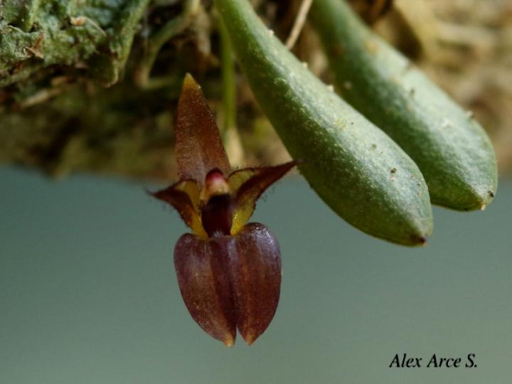 Lankesteriana barbulata