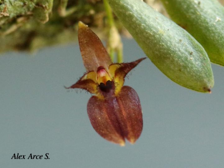 Lankesteriana barbulata