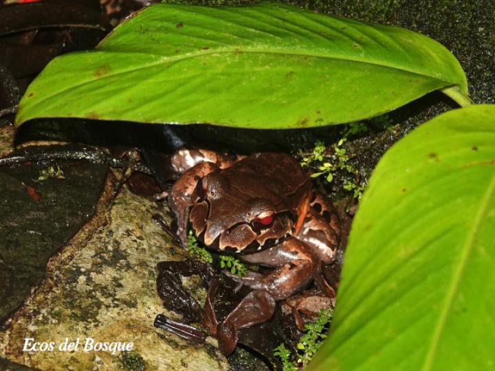 Leptodactylus savagei (Rana toro centroamericana)