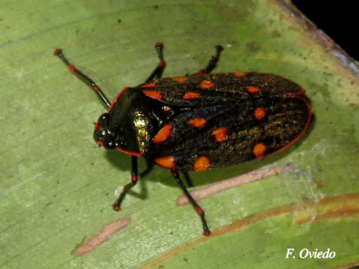 Mahanarva costaricensis (Salivazo)