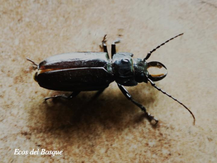 Mallodon chevrolatii