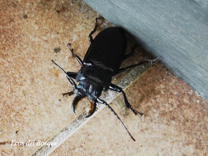Mallodon chevrolatii