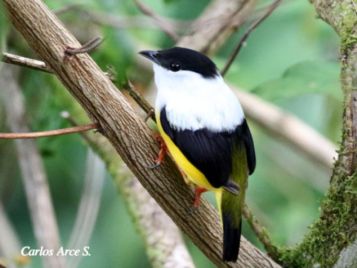 Manacus candei (Saltarín cuelliblanco)
