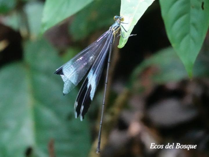 Megaloprepus caerulatus