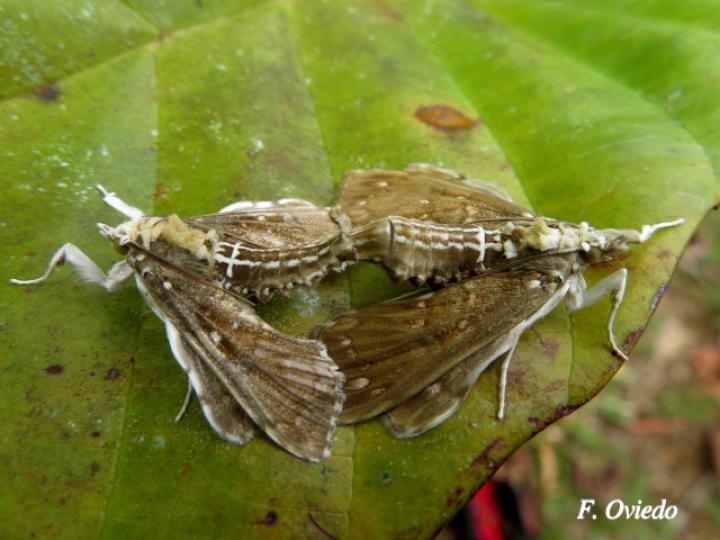 Megastes sp