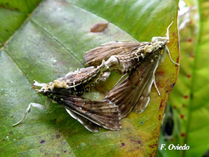 Megastes sp