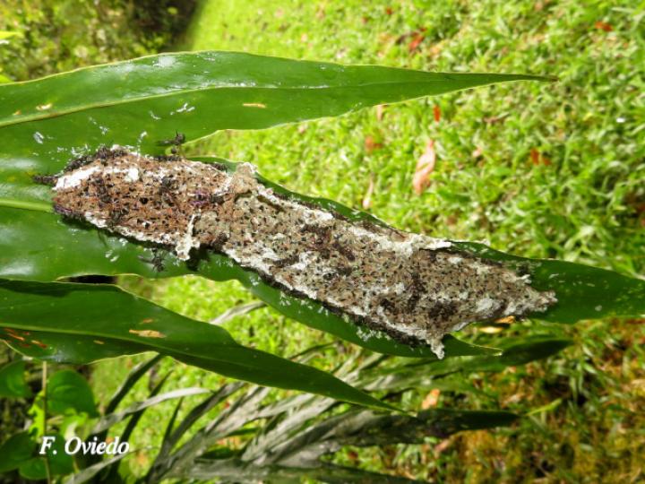 Metapolybia docilis