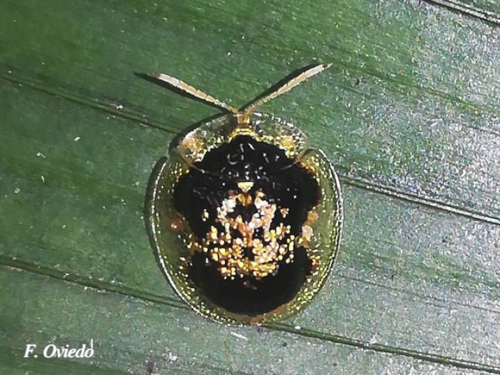 Microctenochira cruxflava (Escarabajos tortuga)