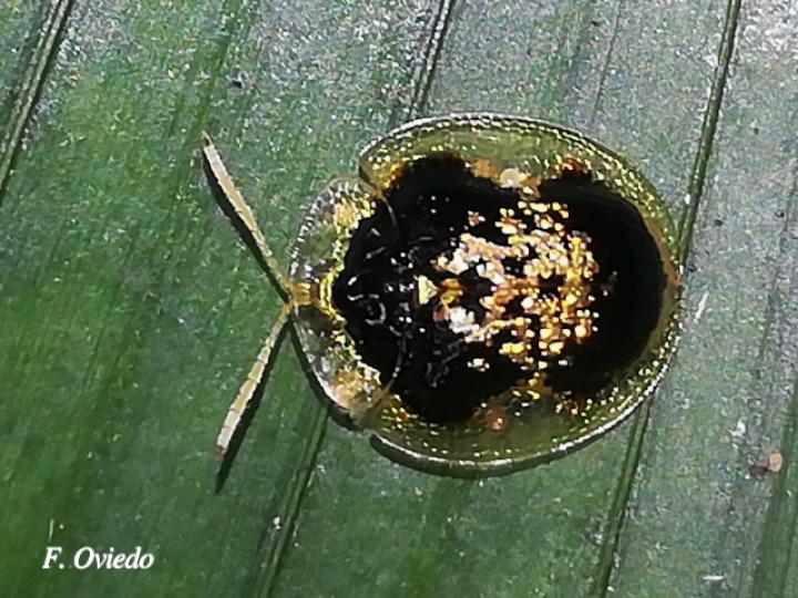 Microctenochira cruxflava (Escarabajos tortuga)