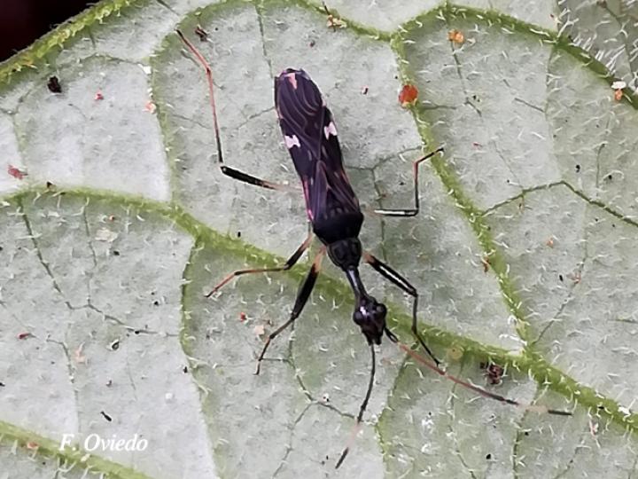 Myodocha unispinosa (Chinche de semillas)