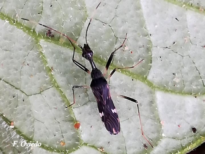 Myodocha unispinosa (Chinche de semillas)