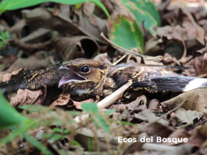 Nyctidromus albicollis (Cuyeo, tapacaminos)