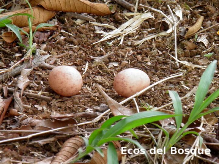 Nyctidromus albicollis (Cuyeo, tapacaminos)