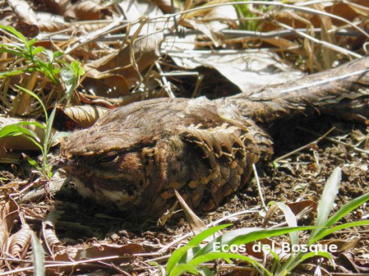 Nyctidromus albicollis (Cuyeo, tapacaminos)