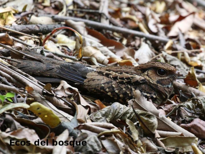 Nyctidromus albicollis (Cuyeo, tapacaminos)