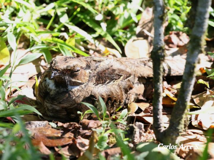 Nyctidromus albicollis (Cuyeo, tapacaminos)
