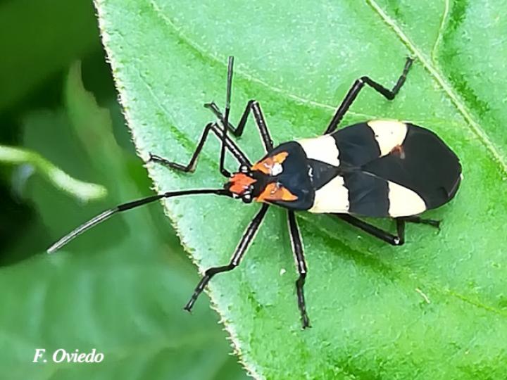 Oncopeltus varicolor (Gran chinche del algodoncillo)