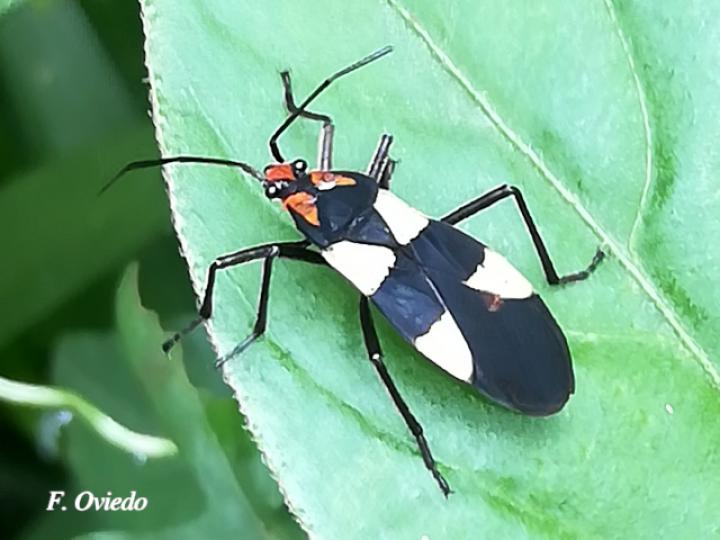 Oncopeltus varicolor (Gran chinche del algodoncillo)