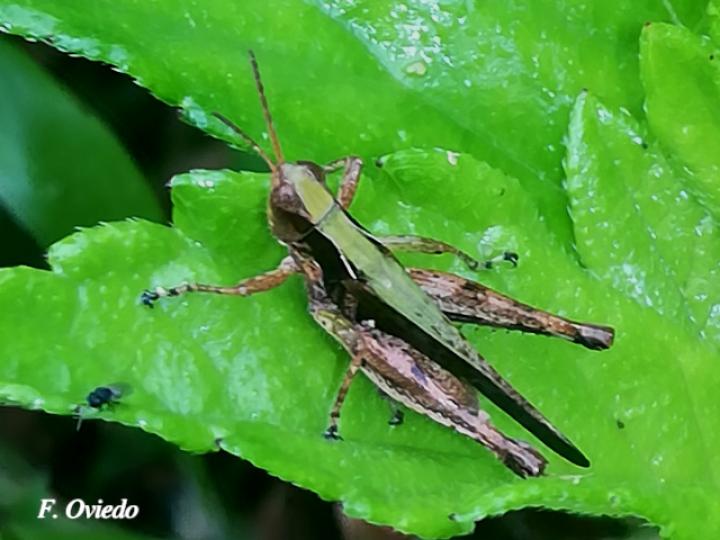 Orphulella punctata