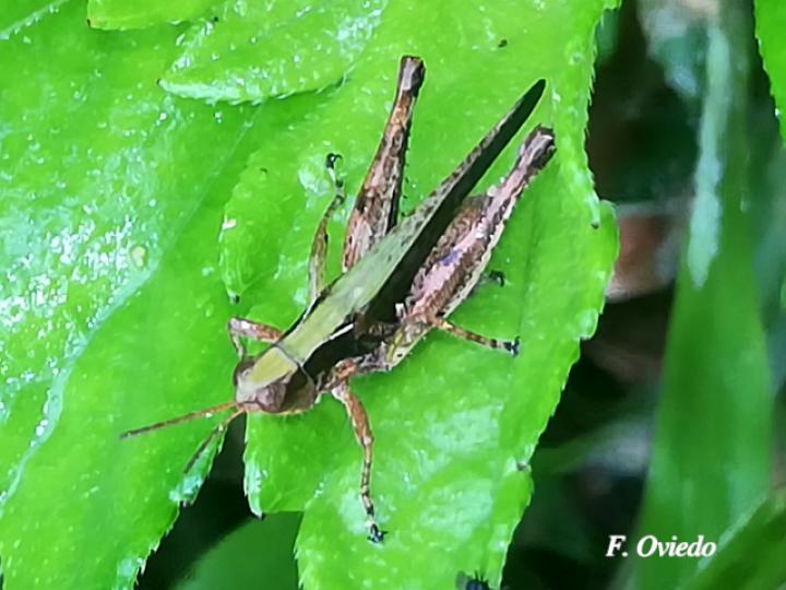 Orphulella punctata Orphulella punctata