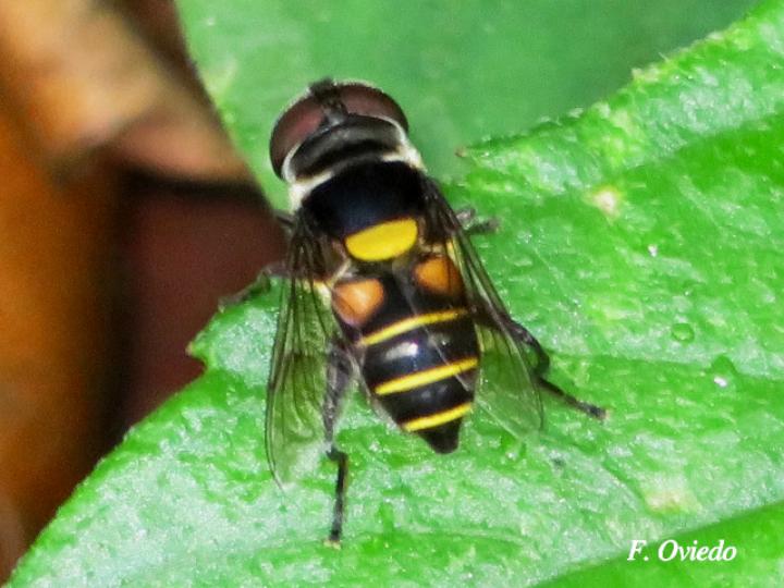 Palpada fasciata