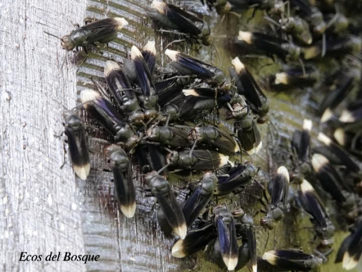 Parachartergus apicalis