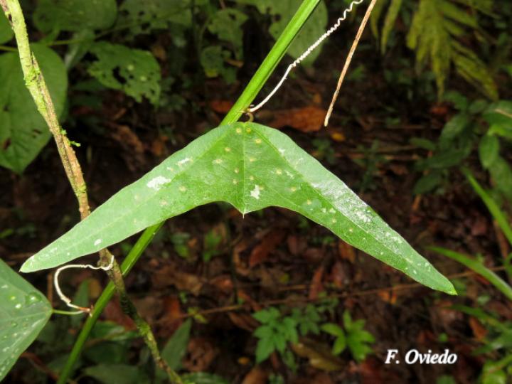 Passiflora biflora (Calzoncillo, ñorbito)
