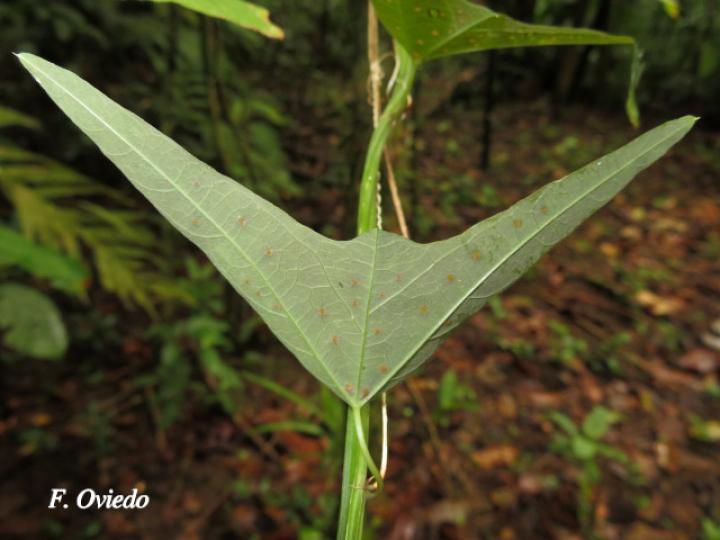 Passiflora biflora (Calzoncillo, ñorbito)