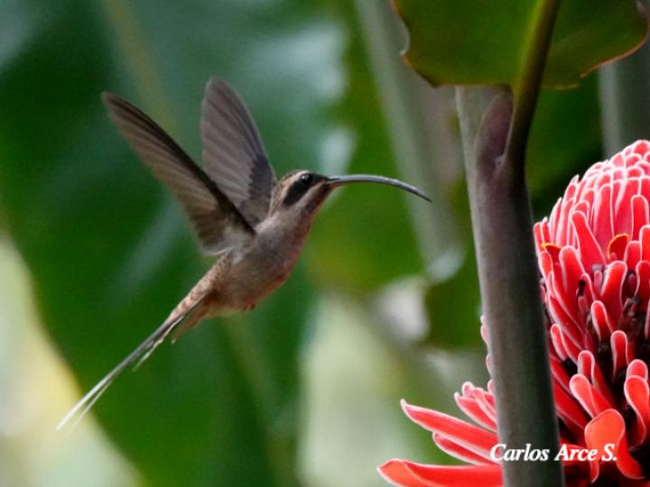 Phaethornis longirostris (Ermitaño colilargo)