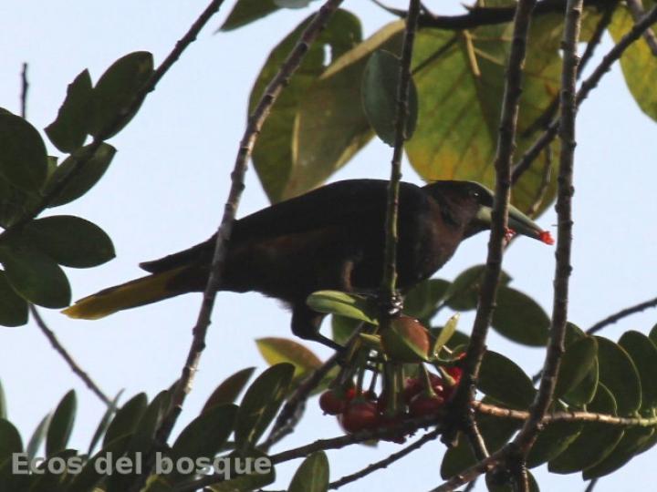 Psarocolius wagleri (Oropéndola cabecicastaña)