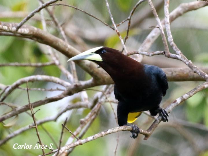 Psarocolius wagleri (Oropéndola cabecicastaña)