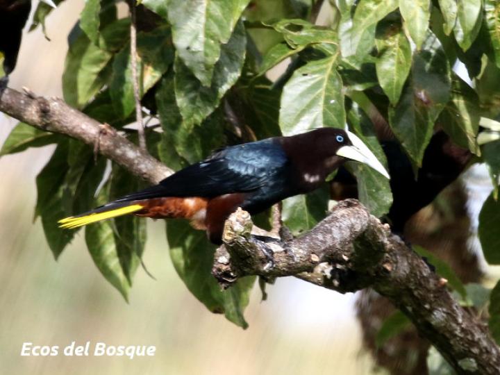 Psarocolius wagleri (Oropéndola cabecicastaña)