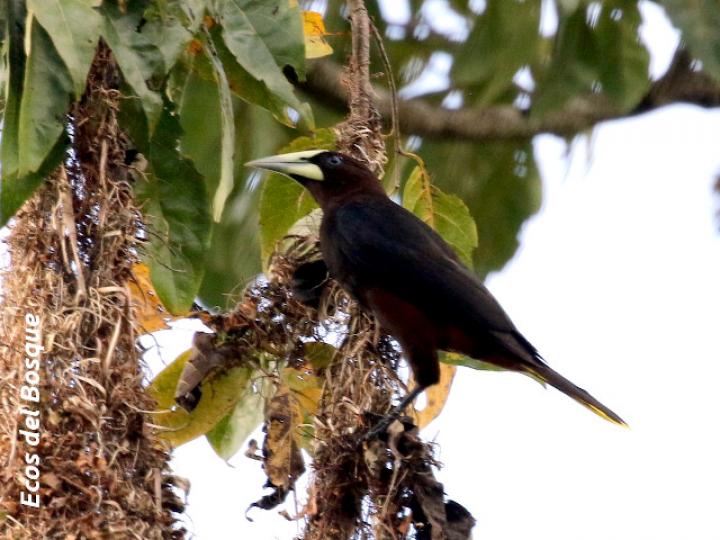 Psarocolius wagleri (Oropéndola cabecicastaña)