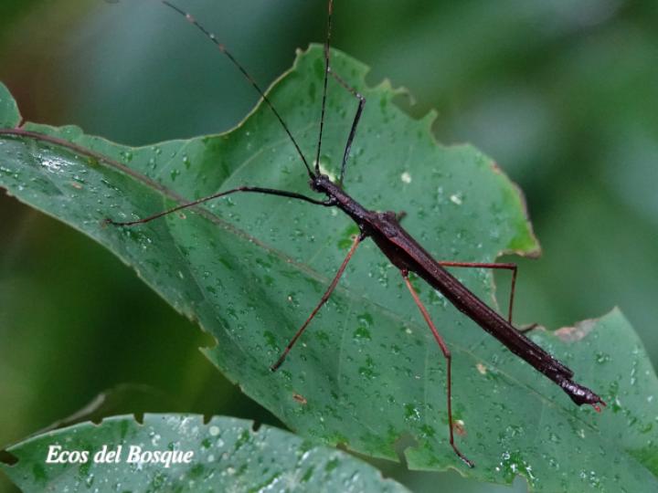 Pseudophasma unicolor (Juan palo)