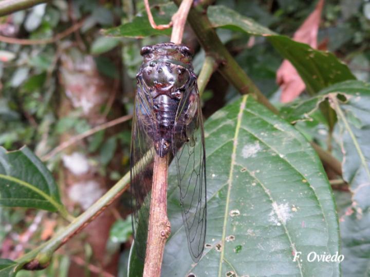 Quesada gigas (Chicharra gigante)