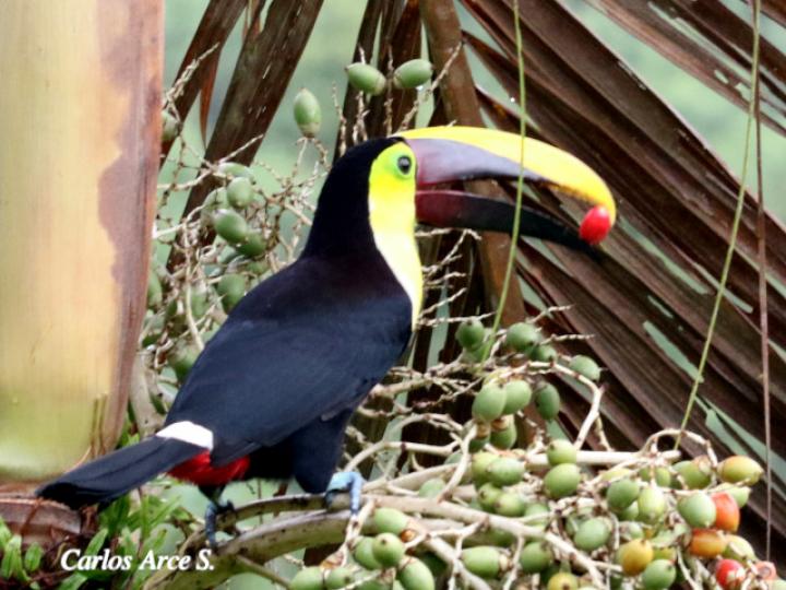 Ramphastos ambiguus