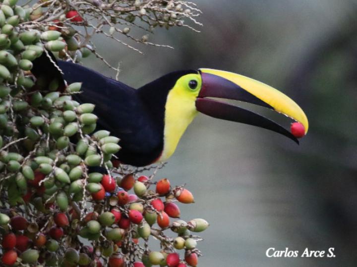 Ramphastos ambiguus