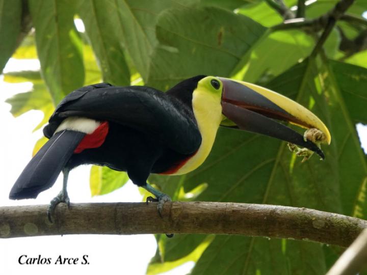 Ramphastos ambiguus
