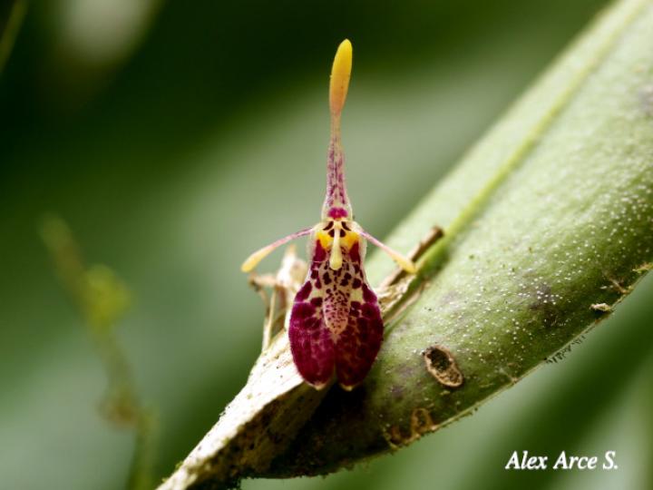 Restrepia muscifera