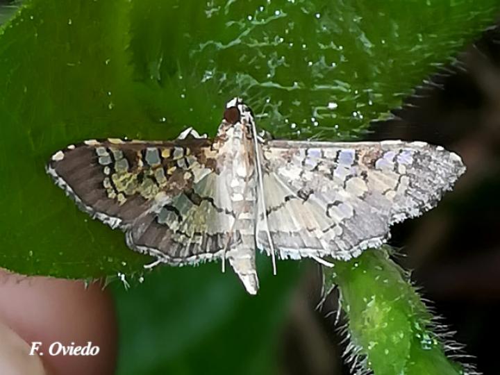 Samea multiplicalis (Polilla de vitrales pequeños)