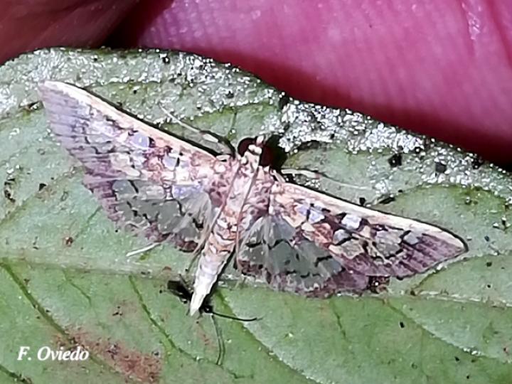 Samea multiplicalis (Polilla de vitrales pequeños)
