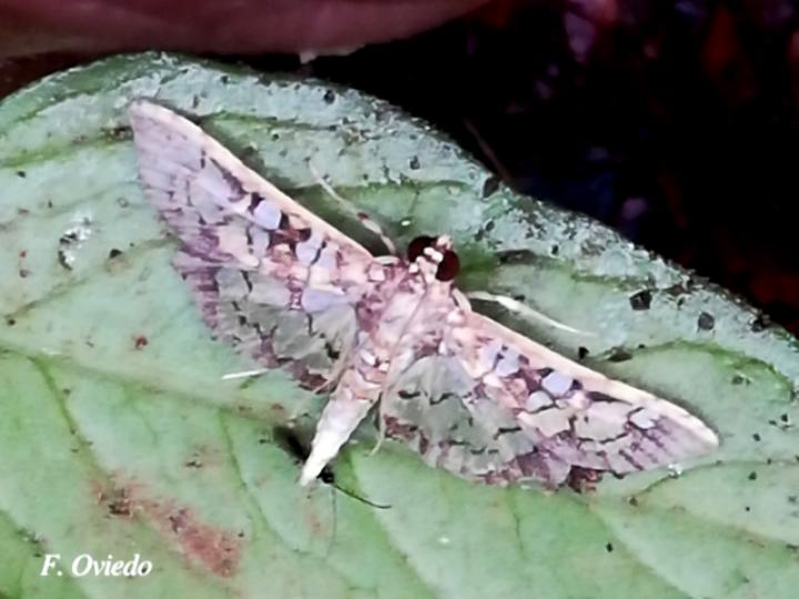 Samea multiplicalis (Polilla de vitrales pequeños)
