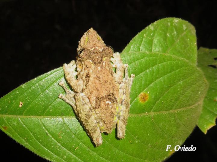 Scinax boulengeri (Rana nariguda de árbol)