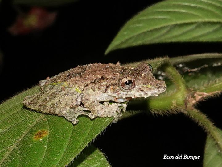 Scinax boulengeri (Rana nariguda de árbol)