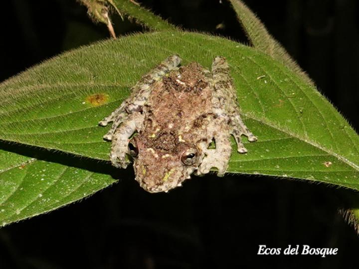 Scinax boulengeri (Rana nariguda de árbol)