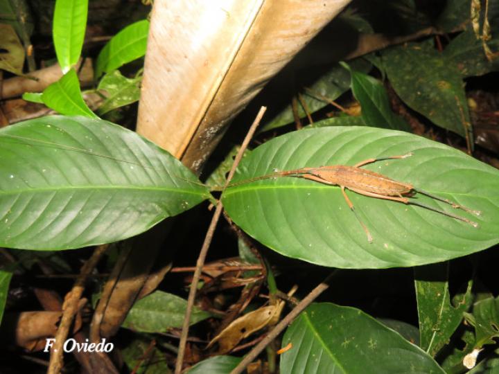 Scopiorinus impressopunctatus