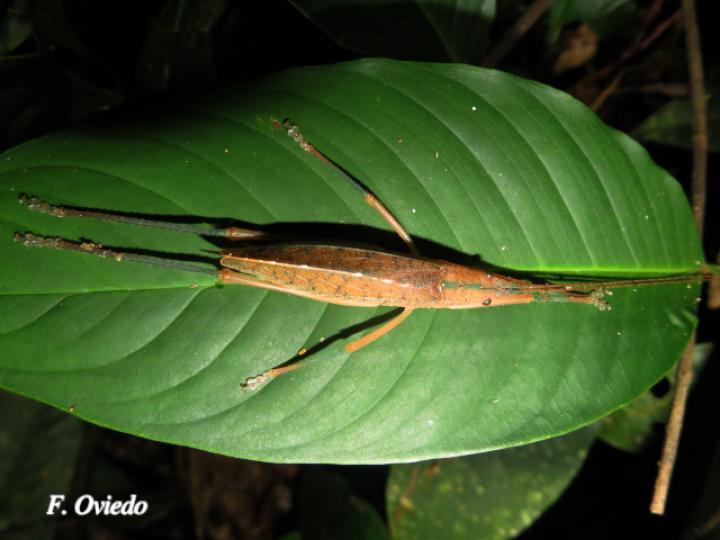 Scopiorinus impressopunctatus