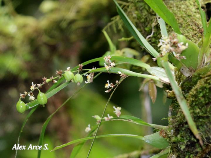 Sigmatostalix integrilabris