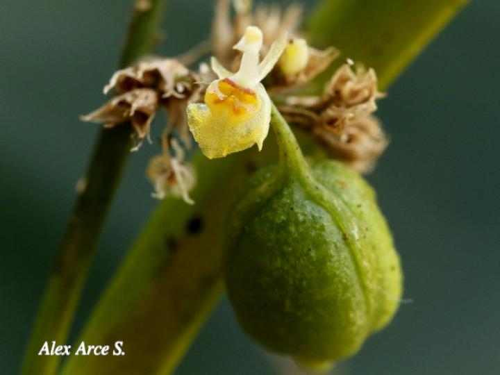Sigmatostalix integrilabris